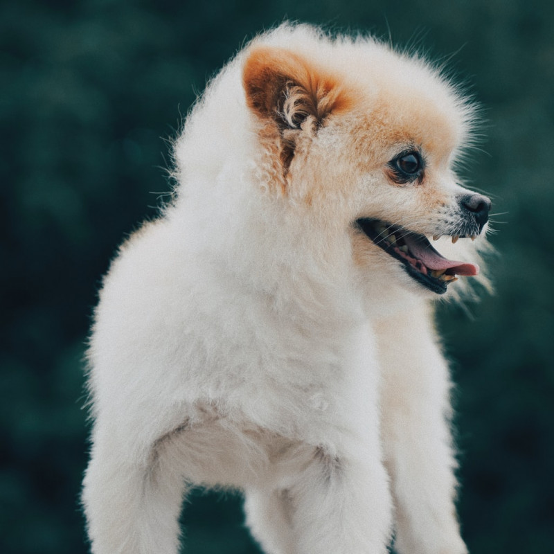 Tod Emmerich - Medical Transcriptionist